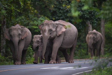 ELEPHANT TOURS